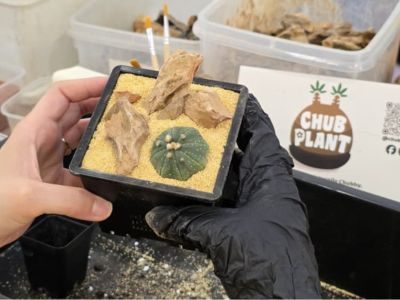 Caudex Arrangement Workshop