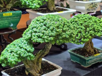 City Gardening Plants