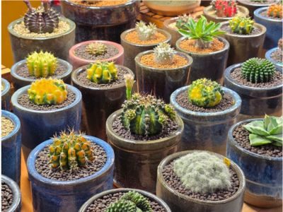 City Gardening Plants