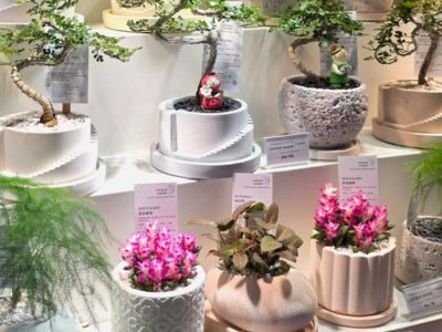 City Gardening Plants